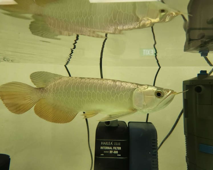 Man gets 9 months' jail for smuggling arowanas into Singapore