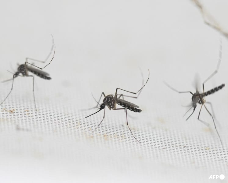 More mosquitoes, less birdsong: Increasingly extreme El Ninos may favour pests while other animals swelter