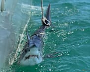 Scientists turn to sharks to improve hurricane predictions