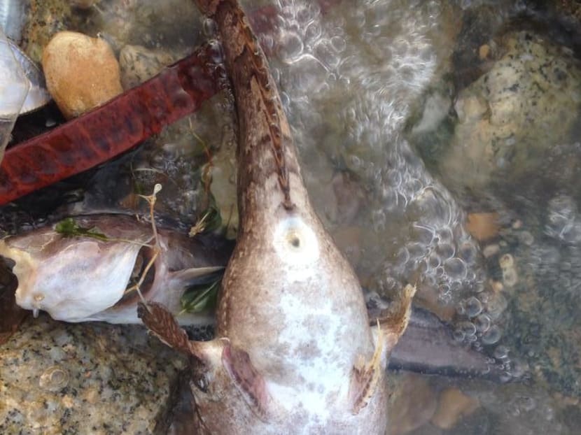 Piles of dead fish at Pasir Ris beach