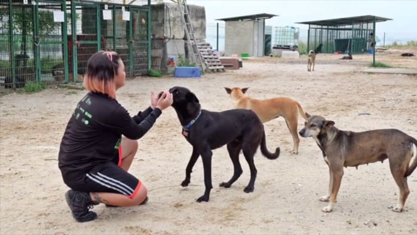 Jurong Island project to manage stray dogs without culling shows results