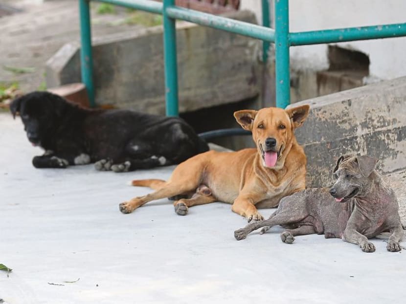 Choong advised the public to adopt pet dogs, instead of shop.