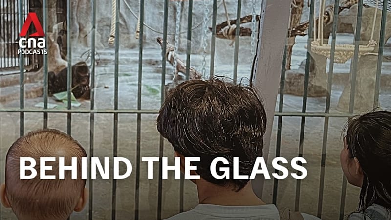 CNA Special - Bangkok’s Loneliest Gorilla: Global wildlife trafficking (Part 2)