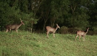 Once nearly extinct, Singapore’s sambar deer are thriving again