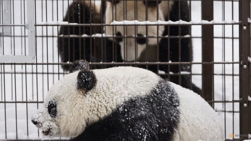 Finland zoo returns giant pandas to China over cost Finland zoo returns giant pandas to China over cost