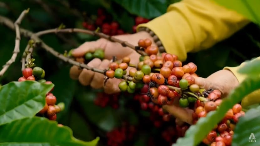 Vietnam’s coffee sector braces for compliance challenges under new EU deforestation laws