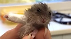 Gambar Pilihan Hari Ini