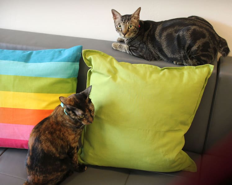 Commentary: Cat owners, here’s why your pets need preventive care more than you think