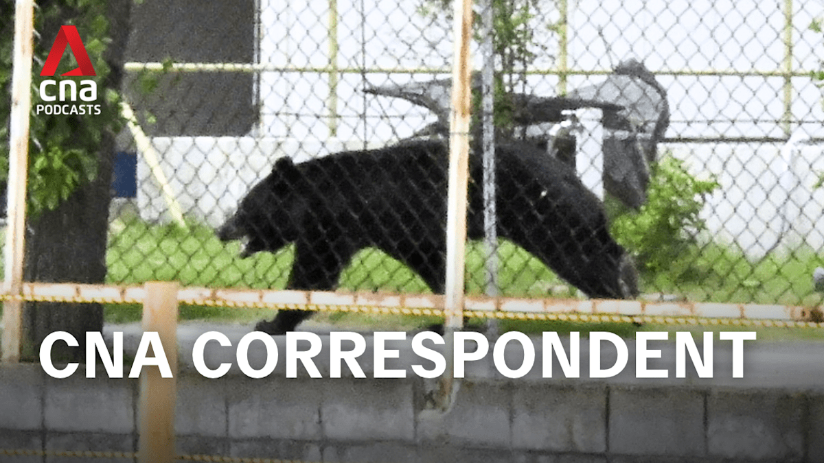CNA Correspondent - Can Japan stop bear attacks without culling?