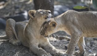 India's lion population rises by a third