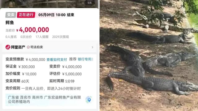 中国法院变卖100吨活鳄鱼 起拍价逾70万元需“上门提货”