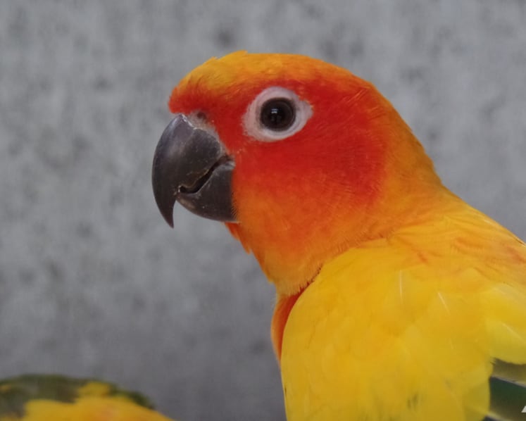 Man jailed for stealing birds from travel agency in Yishun