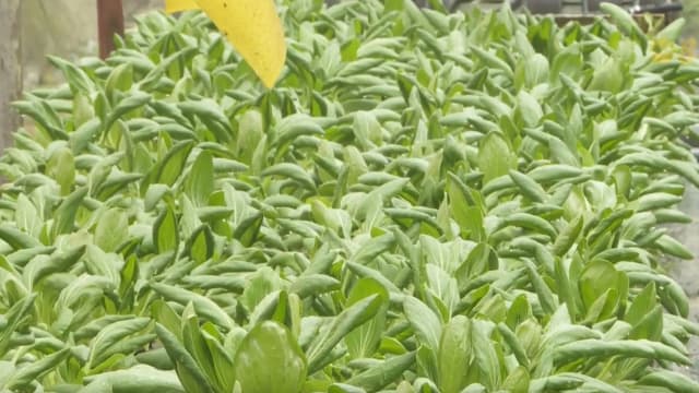 蔬菜农场种植大受雨天影响 业者：来临农历新年收成将减半