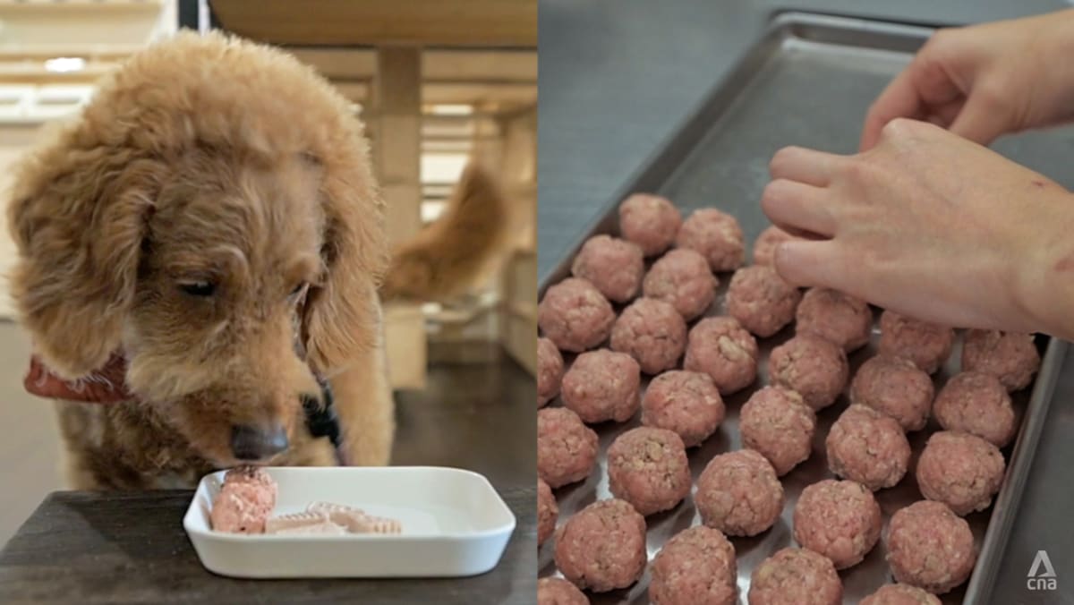 Cooked pet food in Singapore: 10 stores that could convince you to ditch the kibbles