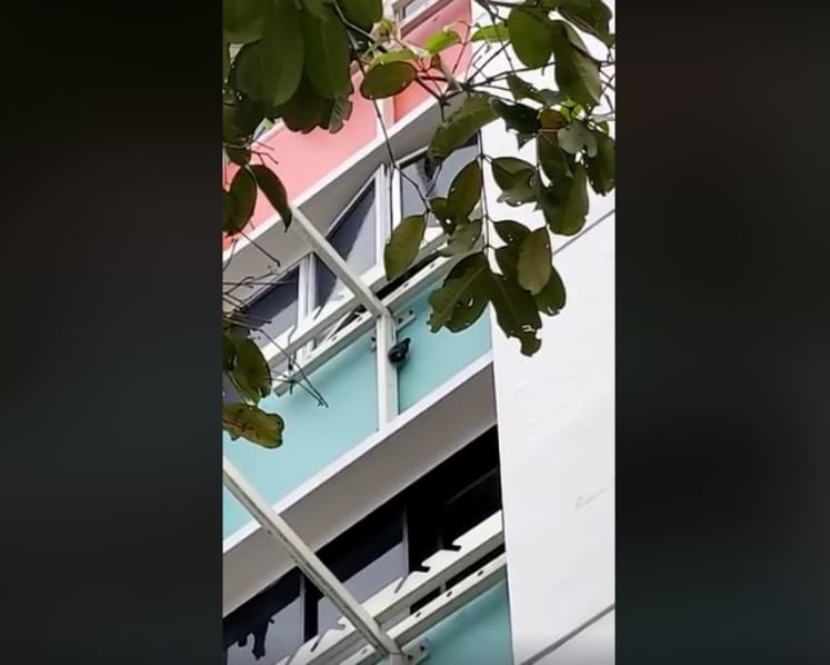 Mynah hanging from laundry pole: Authorities looking into incident; woman responsible could face prosecution