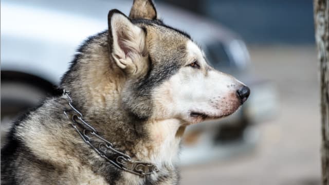 温州妇女遭邻居恶犬攻击 脸部被咬伤缝500多针