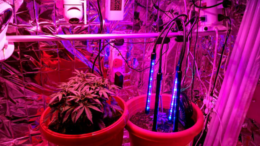 Man charged with growing cannabis plants in Yishun flat Man charged with growing cannabis plants in Yishun flat