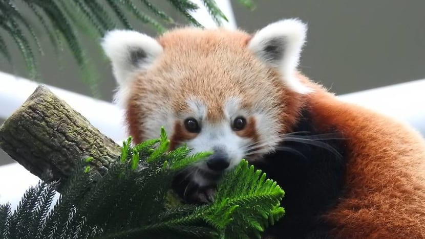 River Safari gets female red panda to kickstart breeding programme for the endangered animal