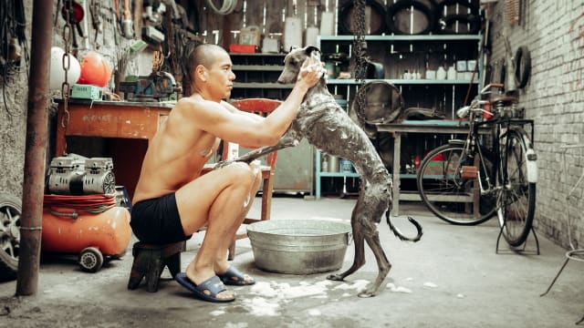 《狗阵》　彭于晏与狗狗飙戏，谁更抢镜？