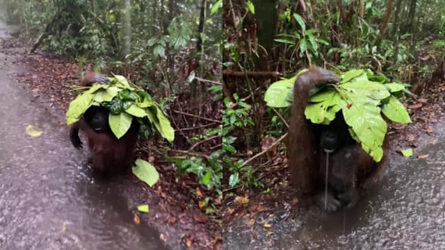 雨中巧用树叶遮雨 印尼红毛猩猩机智举动惹人笑