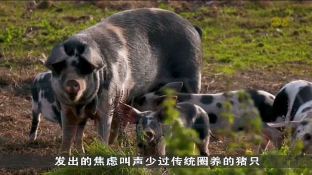 人工智能可翻译“猪言猪语” 助农民更好照顾猪只