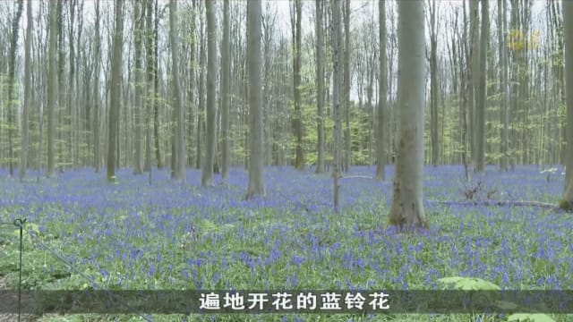 比利时土耳其花儿争相绽放 吸引大批游客前来赏花