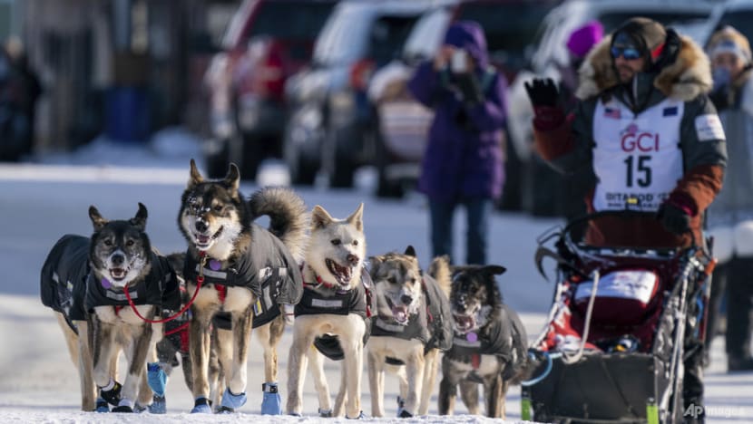 PETA calls for end to race after dogs die on 160km Iditarod in Alaska