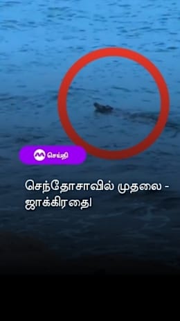 செந்தோசாவில் முதலை -