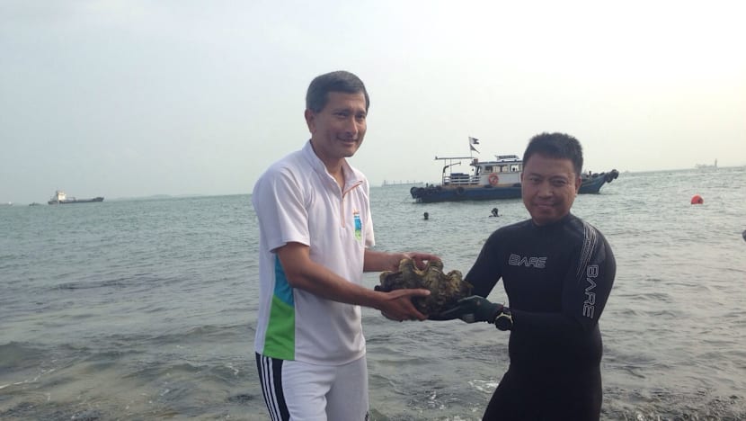 More than 700 coral colonies moved from Semakau Landfill