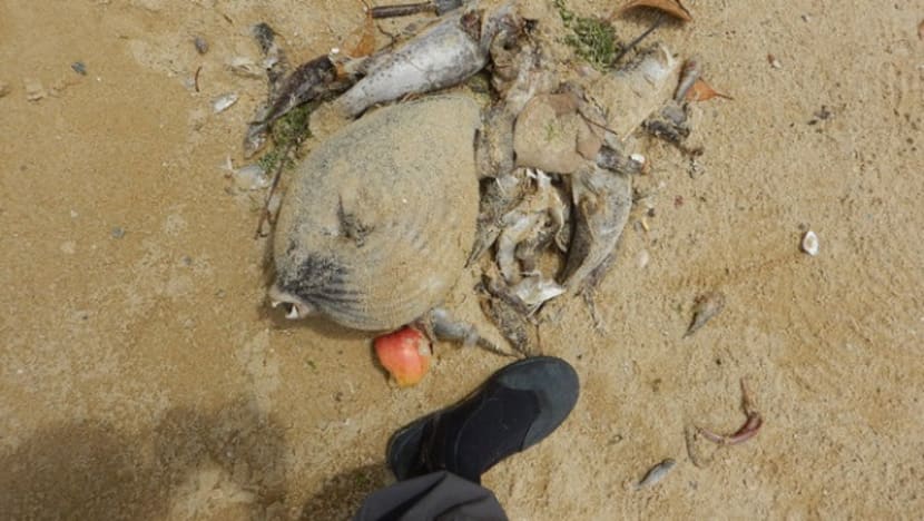 Up to 600 tonnes of fish lost to algal bloom: AVA