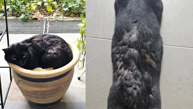 艾弗顿园社区猫遭剪毛 居民公布监控录像揭男子恶行