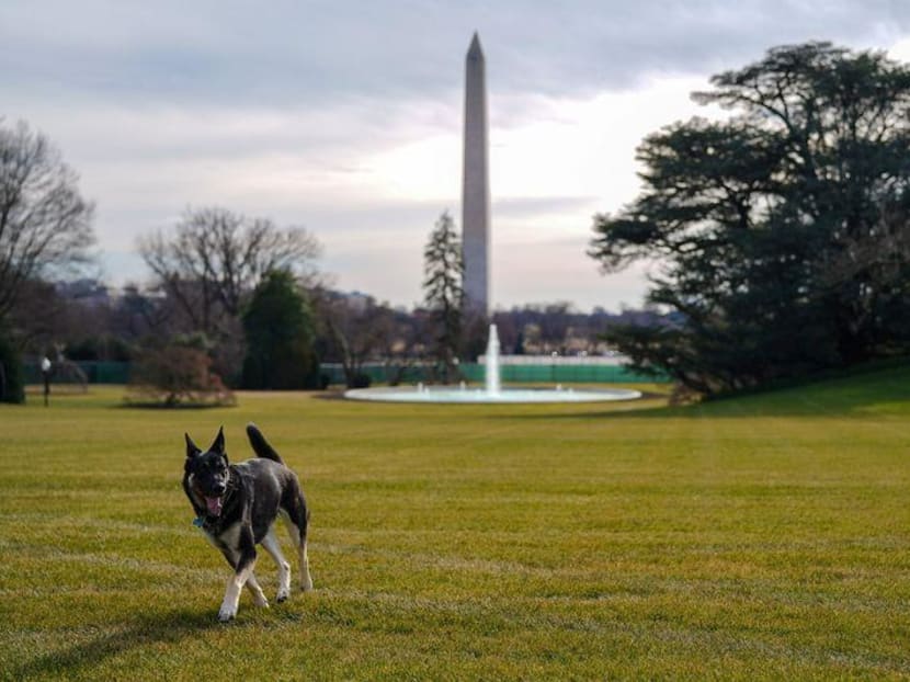 Major, one of the family dogs of US President Joe Biden and First Lady Jill Biden, explores the South Lawn after on his arrival from Delaware at the White House in Washington, US on Jan 24, 2021.