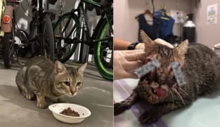 Kematian kucing di Punggol: Tiada bukti kekejaman, kecederaan mungkin akibat kemalangan, kata NParks