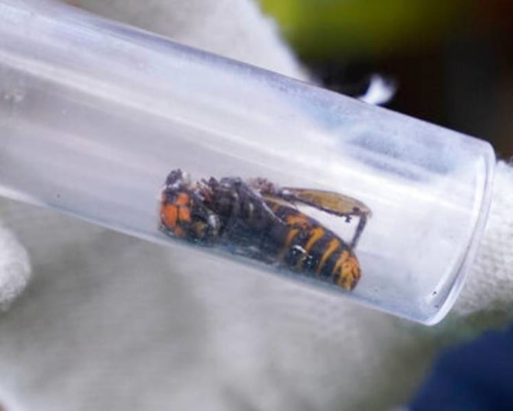 Dead 'murder hornet' near Seattle is 1st found in US in 2021