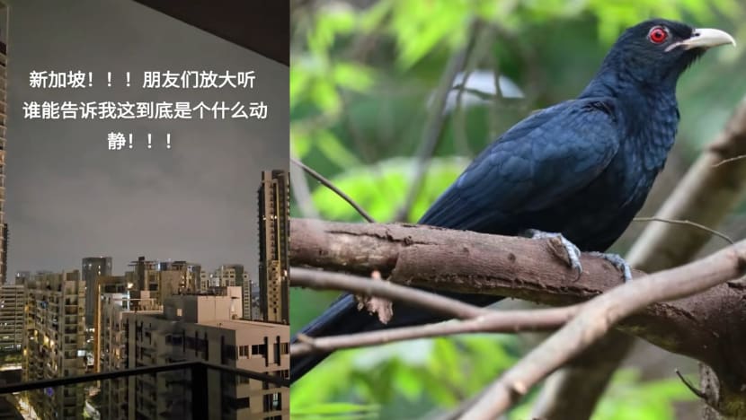 Foreigner Living In S’pore Confused By The "Uwu" Bird's Call, Didn't Know It Belonged To A Bird Foreigner Living In S’pore Confused By The "Uwu" Bird's Call, Didn't Know It Belonged To A Bird