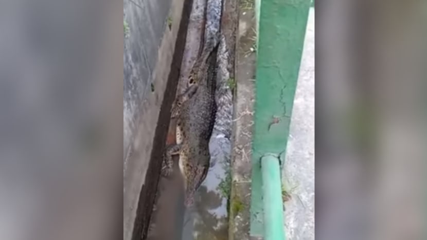Crocodile appears in Sungei Kadut drain, gets caught