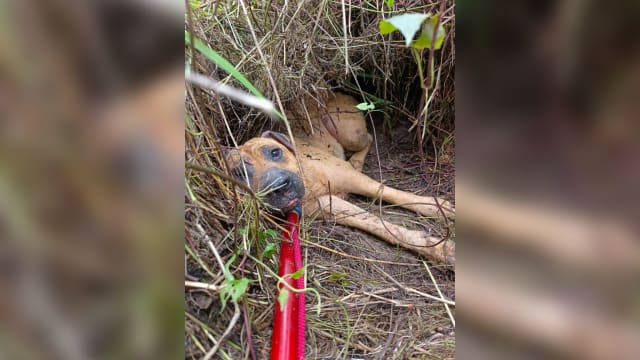流浪狗遭遇两次车祸腿部骨折 动物收容所为其发起筹款活动