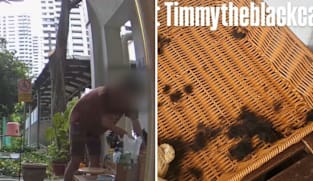 NParks looking into allegations that man cut community cat's fur and whiskers in Everton Park