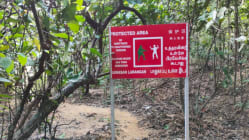 Related article image