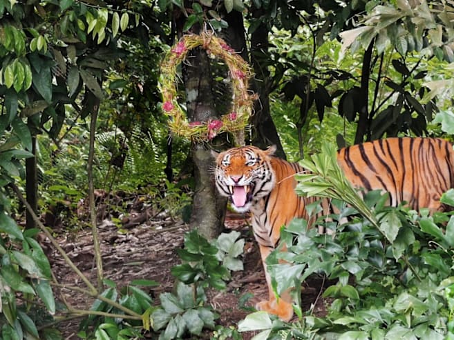 Want to see tigers and sun bears open their Christmas gifts? Catch Mandai Wildlife Reserve’s festive events