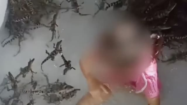 泰国女童盆里与200多条鳄鱼玩耍 家长遭非议