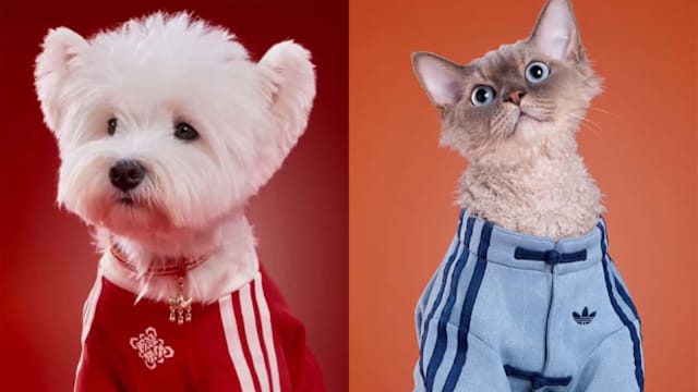 新春造型新灵感！adidas推出宠物中式运动系列，毛孩也能穿盘扣外套迎新年