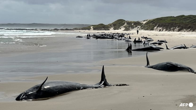Dozens of dolphins to be euthanised after mass stranding on Australian beach