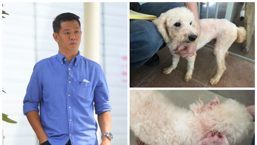 Owner of pet grooming school jailed, fined for abandoning 18 dogs
