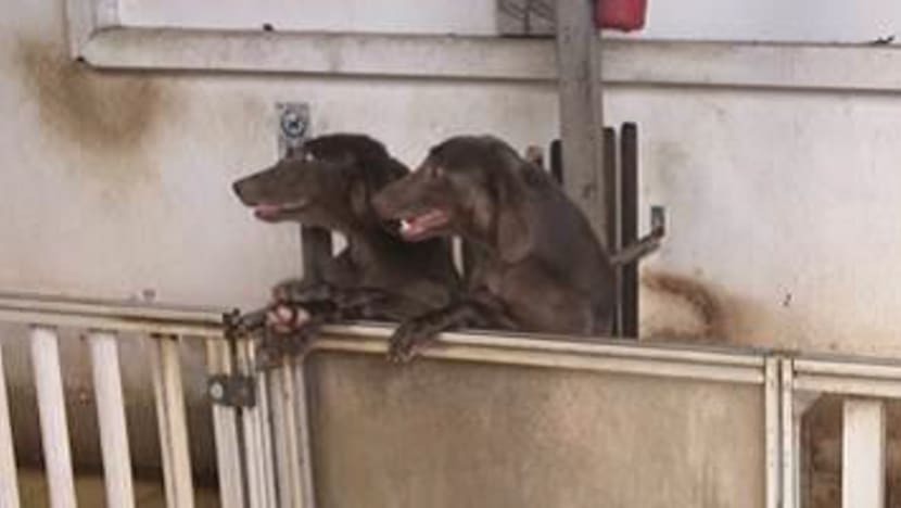 Woman fined for unlicensed pet farming, dog ownership