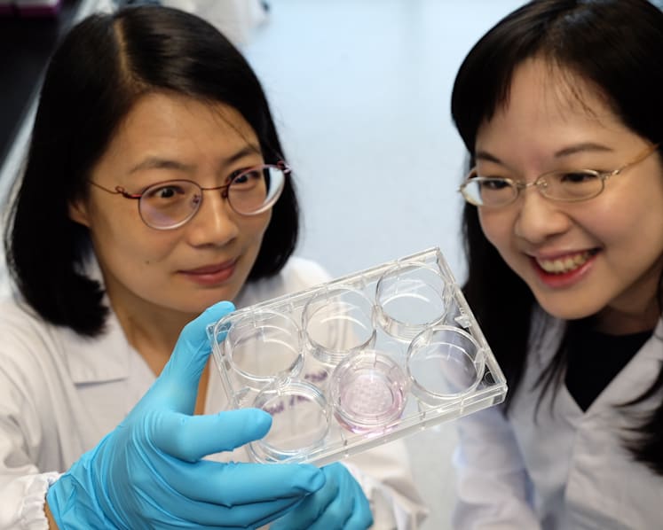 Researchers in Singapore grow ‘mini kidneys’ in lab, paving way for potential kidney disease therapies