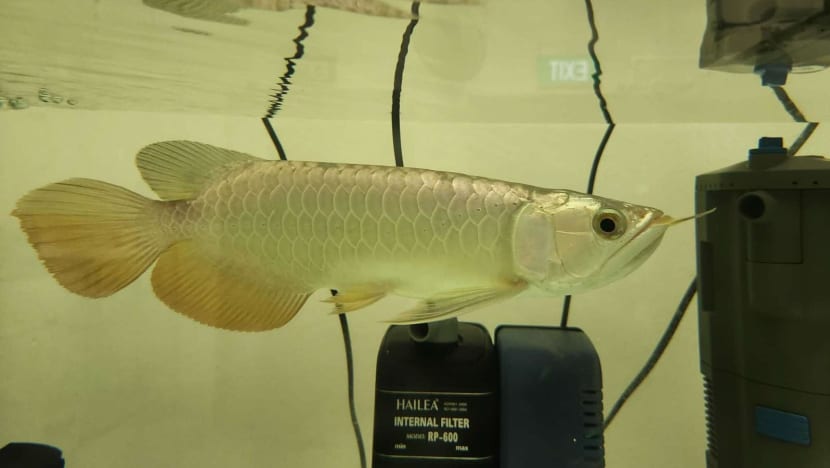 Man gets 9 months' jail for smuggling arowanas into Singapore Man gets 9 months' jail for smuggling arowanas into Singapore