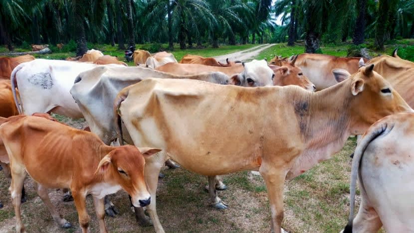 Penyakit kaki & mulut dikesan pada lembu Indonesia; kejutan bagi penternak jelang Aidil Adha Penyakit kaki & mulut dikesan pada lembu Indonesia; kejutan bagi penternak jelang Aidil Adha