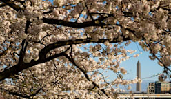 Commentary: Cherry blossoms are proof of a planet going awry