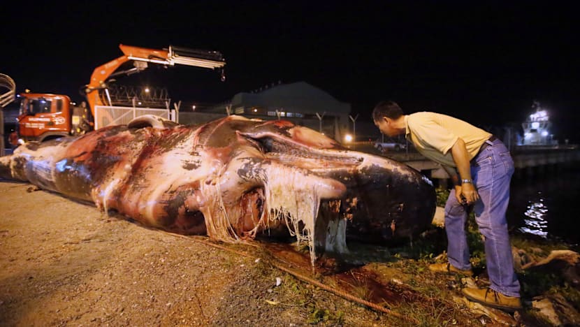 Carcass of sperm whale found near Jurong Island